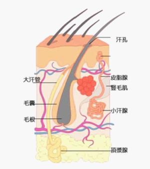 病理.jpg